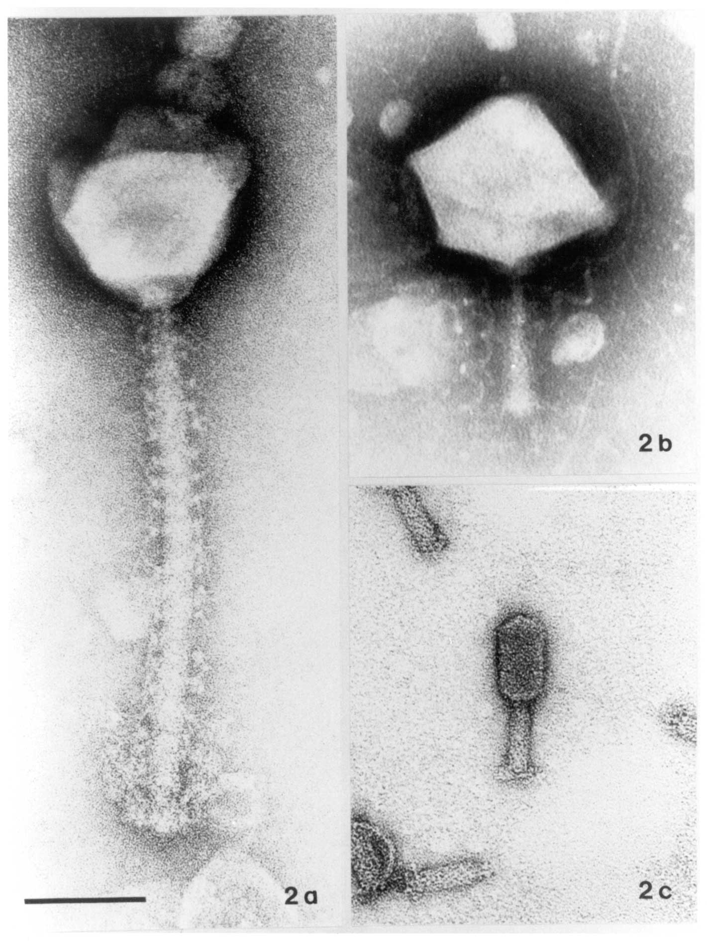 Figure 2-2: Selected myoviruses. (a) Bacillus megaterium phage G, the largest myovirus known; note the spiral filament around the tail. (b) Giant unknown bacteriophage found in macerated debris of Bombyx mori�; note wavy tail fibers. Phage heads of this size are easily deformed. (c). Bdellovibrio bacteriovorus phage phi1402, the smallest myovirus known (isolated by B.A. Fane, Department of Veterinary Science, University of Arizona, Tucson, AZ). X 297,000; bar indicates 100 nm. Phosphotungstate (2%, pH 7.2) (a, b)�and uranyl acetate (2%, pH 4.0) (c).