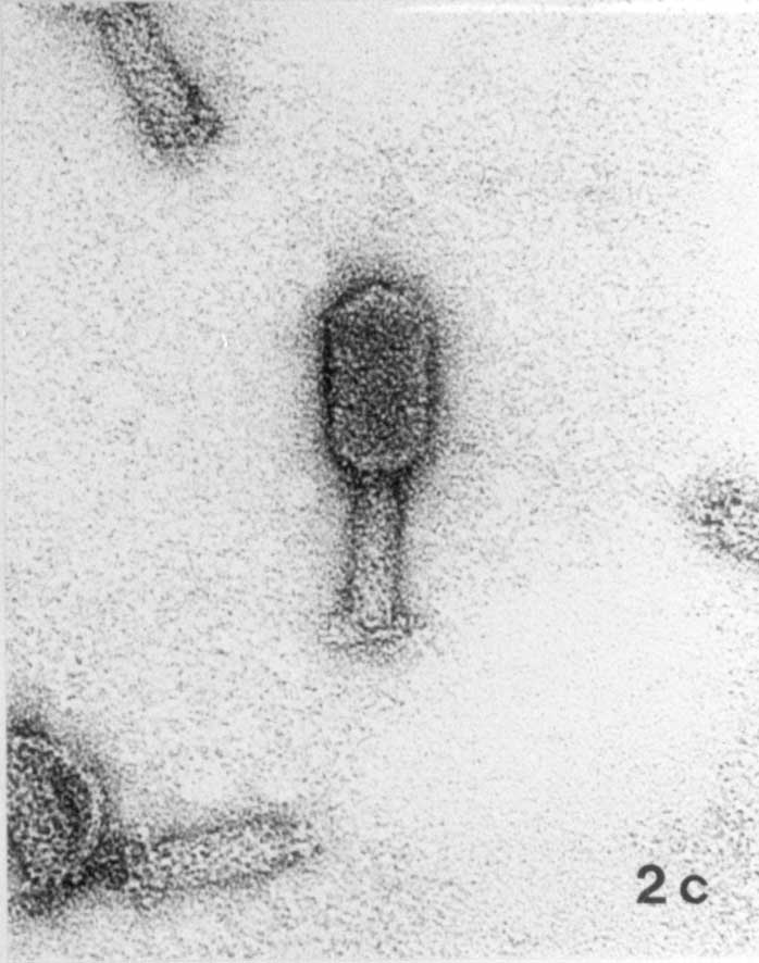 Figure 2-2: Selected myoviruses. (a) Bacillus megaterium phage G, the largest myovirus known; note the spiral filament around the tail. (b) Giant unknown bacteriophage found in macerated debris of Bombyx mori�; note wavy tail fibers. Phage heads of this size are easily deformed. (c). Bdellovibrio bacteriovorus phage phi1402, the smallest myovirus known (isolated by B.A. Fane, Department of Veterinary Science, University of Arizona, Tucson, AZ). X 297,000; bar indicates 100 nm. Phosphotungstate (2%, pH 7.2) (a, b)�and uranyl acetate (2%, pH 4.0) (c).