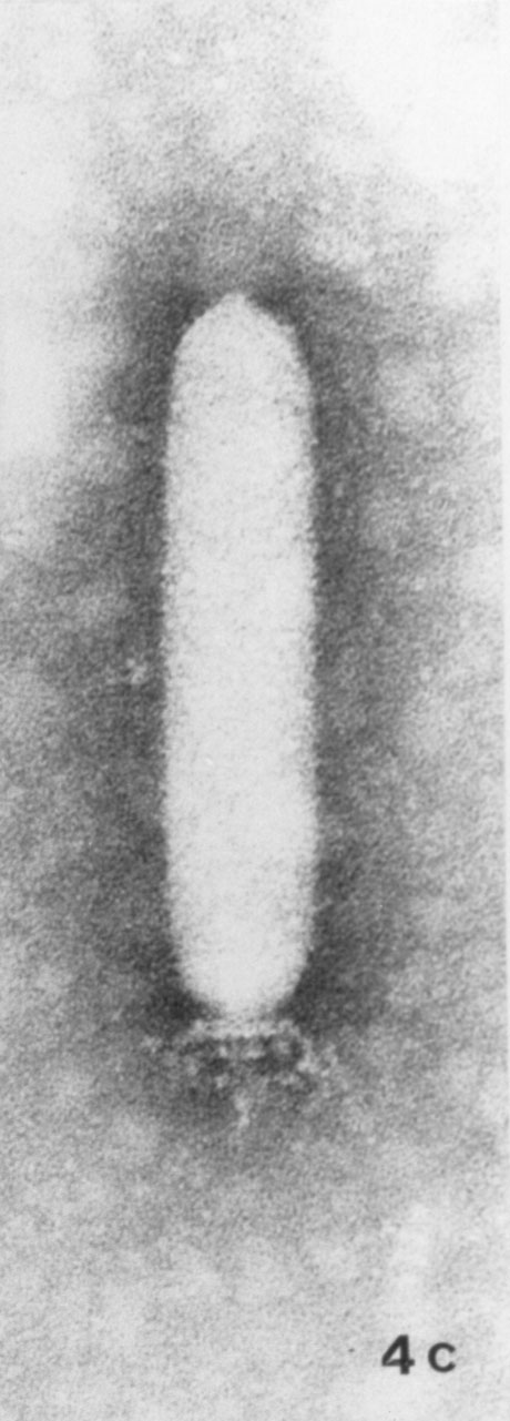 Figure 2-4: Siphoviruses (a, b) and podoviruses (d-f). (a) Staphylococcus aureus phage 6. (b) Bacillus subtilis phage BS5. Salmonella typhimurium phage P22. (d) Bacillus sp. phage GA-1. (e) Coliphage Esc-7-11. (f) Lactococcus lactis ssp. cremoris phage KSY1. X 297,000 bar indicates 100 nm. Uranyl acetate (a, b, f) and phosphotungstate (c, d, e).