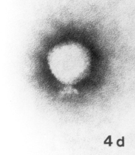 Figure 2-4: Siphoviruses (a, b) and podoviruses (d-f). (a) Staphylococcus aureus phage 6. (b) Bacillus subtilis phage BS5. Salmonella typhimurium phage P22. (d) Bacillus sp. phage GA-1. (e) Coliphage Esc-7-11. (f) Lactococcus lactis ssp. cremoris phage KSY1. X 297,000 bar indicates 100 nm. Uranyl acetate (a, b, f) and phosphotungstate (c, d, e).