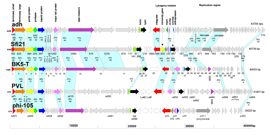 Figure 4-2: Alignment of the genetic maps of the Lactobacillus phage adh, Streptococcus phage Sfi21, Lactococcus phage BK5-T, Staphylococcus phage PVL, and Bacillus phage phi-105. Corresponding genes were marked with the same color and were annotated. Genes encoding proteins which showed aa sequence similarity are linked by blue shading and the percentages of aa identity and their log BLAST E-values are given. Selected orfs were numbered for an easier orientation with the original publications.