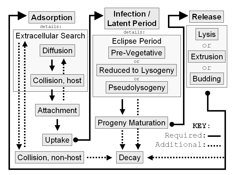 Figure 5-1: General phage life cycle. Solid lines are paths that must be traversed to complete the phage life cycle while dashed lines are optional plus may be detrimental to phage propagation. I use the word 'Decay' in its most general sense to describe conversion of phage virions or intact phage-infected bacteria from a viable plaque-forming unit to either a non-infectious virion or a phage-infected bacterium that is unable to produce phage virions.