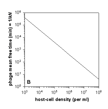 Figure 5-2b: Exponential phage adsorption and phage population growth. Panel A: Free-phage mean free time graphed as a function of bacterial density.