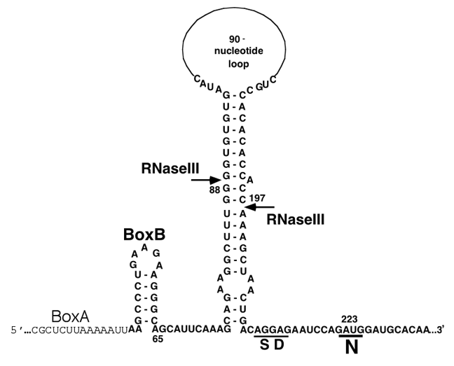 Figure 9-3: The N-leader transcript beyond pL. The sequence is shown starting at the BOXA sequence of NUTL; numbers indicate distance from RNA start of p(L). The structure of the RNaseIII site (RTS) is shown with the position of cleavage sites marked by arrows. The N ribosome-binding site (SD) and fMet codon are identified by underlines.