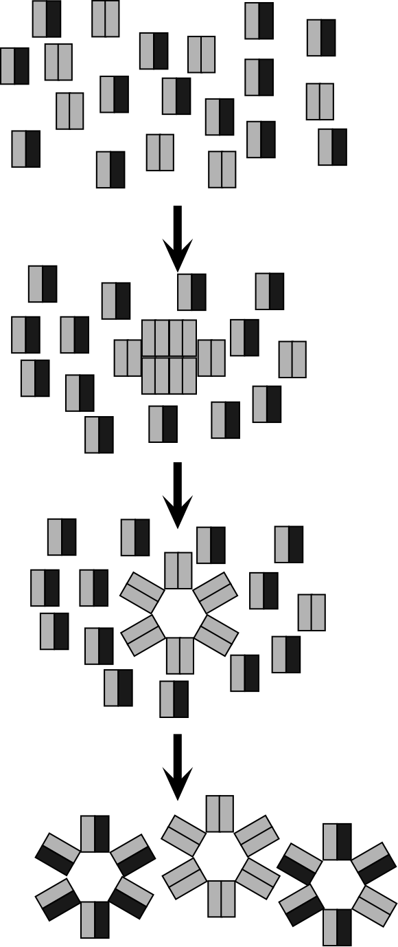 Figure 10-5: Holin function and the dual start motif.  Holins and antiholins from dual-start holin genes are depicted as light and dark shaded rectangles, respectively.  The cartoon reflects the normal 2:1 proportion of the holin S105 and S107 and assumes that dimerization is the first step in hole formation.  According to this model, each S107, which preferentially dimerizes with S105 (56), removes one S105 from the pool of holin monomers involved in the timing of hole formation.  At the instant of the first hole formation, the collapse of the membrane potential allows the S107 protein to assume the conformation of the S105 holin, converting the heterodimers to functional holin dimers.  Thus, the scheduled triggering results in tripling the amount of functional holin dimers available for hole formation.  Adapted from Gründling et al. (56), with permission. 