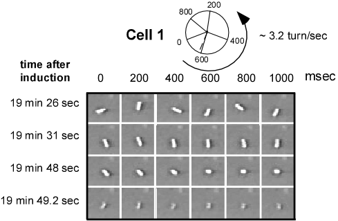 Figure 10-7: The lambda holin kills without warning.  At t = 0, cells tethered to a microscope slide by anti-flagellin antibodies were induced for the expression of the plasmid pS105(A52G), which carries the ??lysis cassette, including the S(A52G) early lysis allele, under the control of its cognate promoter, pR’.   Single frames chosen from the recordings of a representative cell are depicted here to illustrate the saltatory nature of holin killing. Starting from the time point indicated to the left of the panel, single frames were captured every 200 msec. After induction of the lysis genes, the tethered cells rotate at high and constant speed (first row).  About 20 min after induction, rotation of the cell abruptly slows and stops completely within 1 to 3 sec (second row).  Cell lysis, due to digestion of the cell wall by the lambda R endolysin, occurs within several sec after the sudden stop in rotation (third and fourth rows).   Adapted from Gründling et al. (55), with permission.