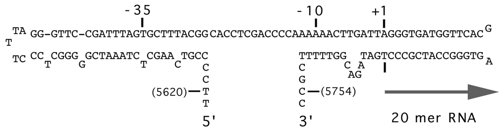 The minus strand origin of f1 functions as an unusual promoter. The structure of the minus strand origin as deduced from foot printing and mutational studies; adapted from (62).