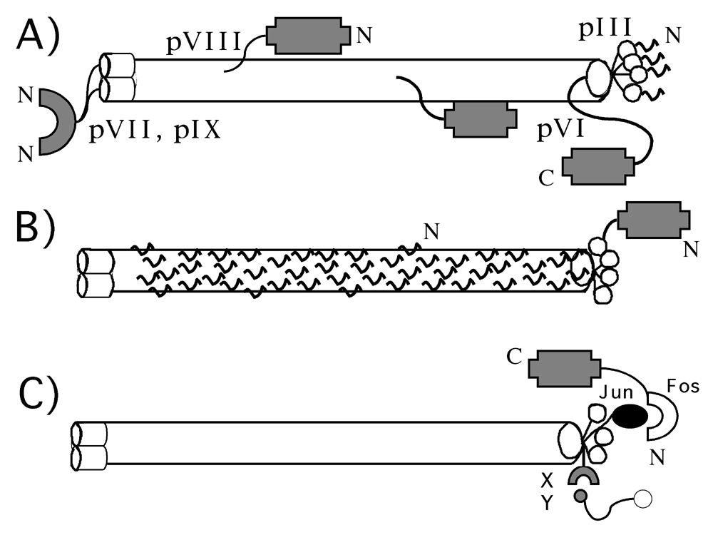 Outline of several filamentous phage display strategies. A) pVII and pIX display: interacting proteins fused to their N-termini (signal sequences upstream, wild type pVII and pIX provided); pVIII display: large proteins fused to the N-terminus of pVIII displayed at low copy only (wild type pVIII provided); pVI display: proteins fused to the C-terminus displayed, though inefficiently (wild type pVI provided); pIII display: short peptides at the N-terminus of pIII can be uniformly displayed without disrupting infectivity.  B) pVIII display: short peptides at the N-terminus of pVIII can be uniformly displayed without disrupting virus assembly; pIII display: large proteins fused to the N-terminus of pIII (wild type pIII provided). C) Fos-Jun C-terminal display: a Fos-protein X(N) fusion associates with N-terminally displayed Jun-pIII in the periplasm, and the entire sandwich incorporates into virions that contain the X(N) DNA sequence; selectively infective phage (SIP): proteinX(a) fused to the N-terminus of the C-domain of pIII and protein Y(a) fused to the C-terminus of the N1-N2 domains of pIII; X(a)Y(a) interaction makes particles infectious.