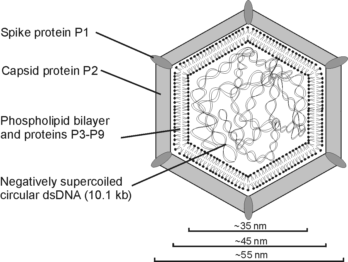 Figure 14-1: A schematic presentation of the PM2 virion architecture.