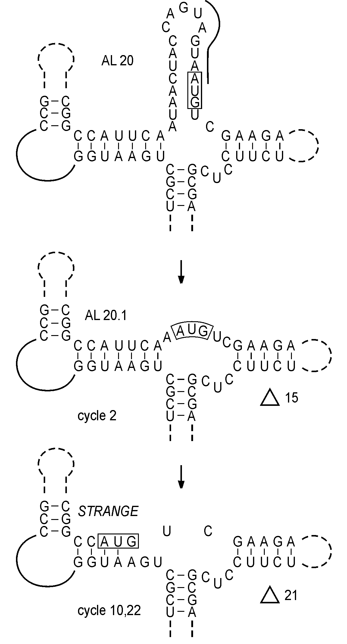 Evolution of MS2 mutant AL20 containing multiple point mutations in the replicase operator hairpin, some of which have created two consecutive stopcodons in the reading frame of the lysis gene. Evolution deletes the complete operator including the stopcodons and restores the lysis function at the expense of the operator.
