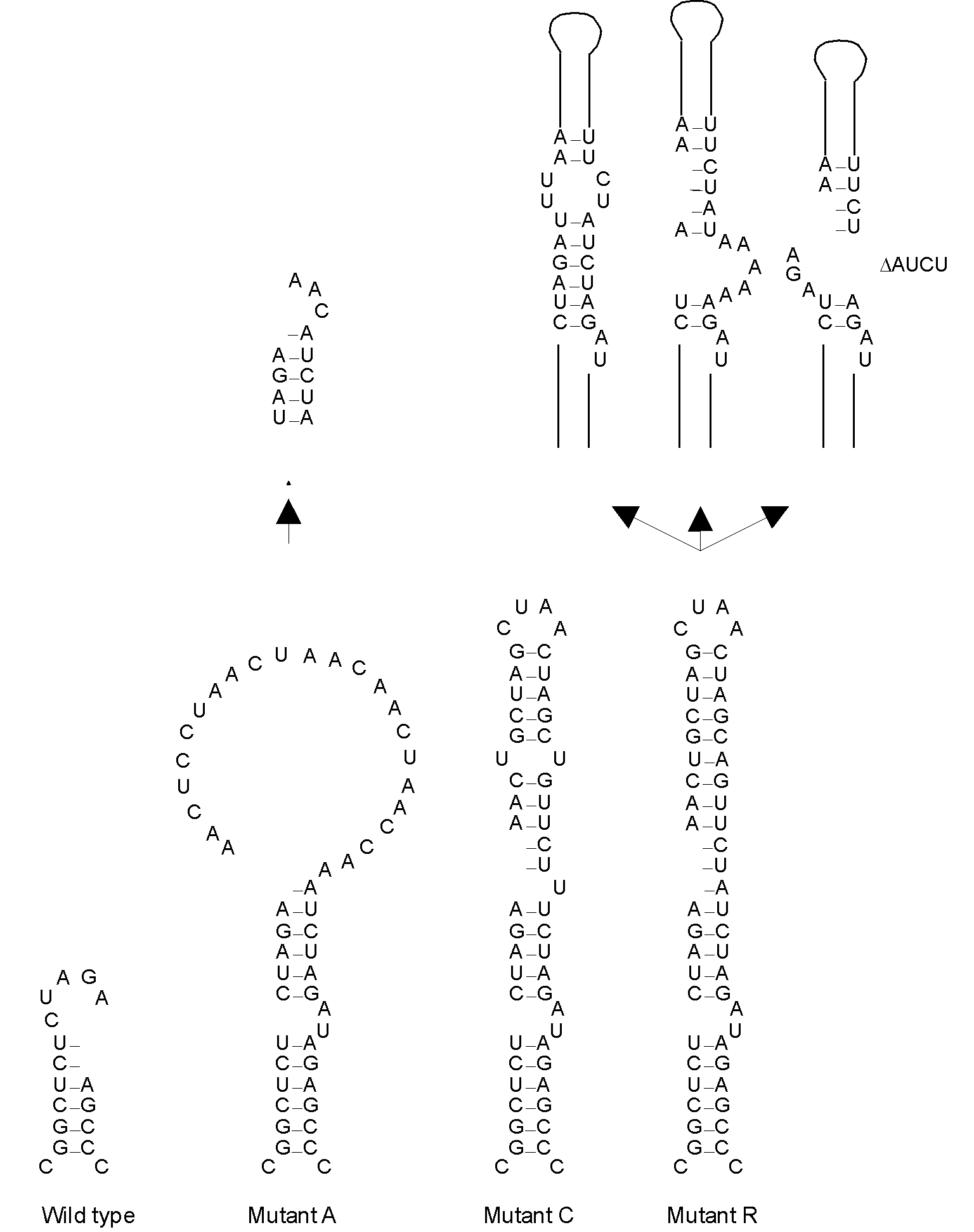 Acceptance or rejection of various RNA structure elements introduced in a non-coding region of MS2. At the left we show the wild-type structure, containing the stopcodon (UAG italics) of the maturation gene. Mutant A has been given a big unstructured loop that is almost fully deleted during passaging (double arrows). Mutant C, containing a nearly perfect hairpin extension, is genetically stable for many generations. Mutant R with the perfect hairpin extension is an RNase III substrate. In RNase III-deficient strains the stem is genetically stable but in wild-type E. coli suppressor mutations occur that make the stem RNase III resistant (bold italics top right). We show only some representative examples of the pseudorevertants obtained.