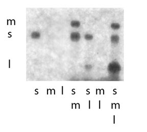 Figure 16-5: Serial dependence of genomic packaging.  Packaging of radioactive plus strands of exact copies of genomic segments S and M and of a truncated segment L of Phi6.  Radioactive transcripts of plasmids were incubated with procapsids, treated with RNase I and applied to a 2% agarose gel.