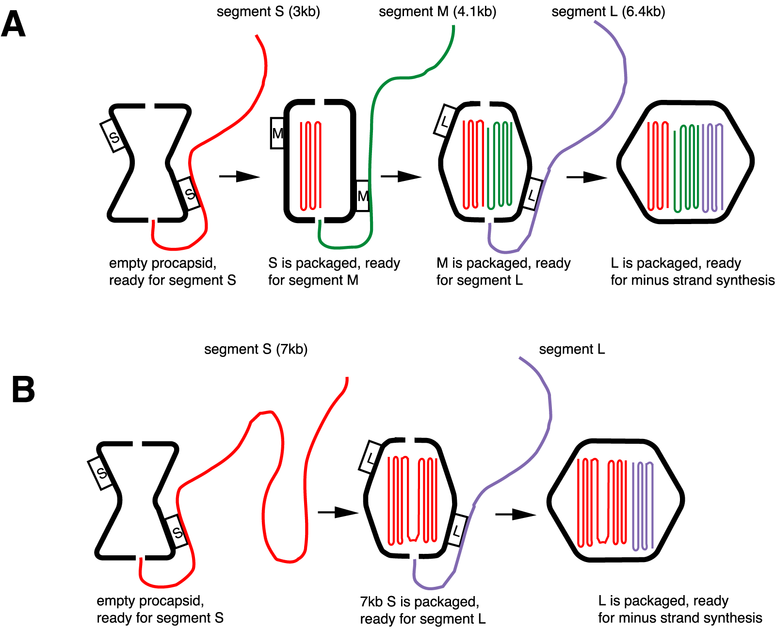 Figure 16-6: (A)  The packaging model.  The empty procapsid shows only binding sites for s.  After a full size s is packaged, the s sites disappear and m sites appear.  After a full size m is packaged, the m sites disappear and l sites appear.  After a full size l is packaged, minus strand synthesis commences.  After minus strand synthesis is completed, plus strand synthesis commences.  (B)  If segment s is of the size equal to the sum of both s and m, the s sites will disappear and the l sites will appear and segment l will be packaged without segment m.