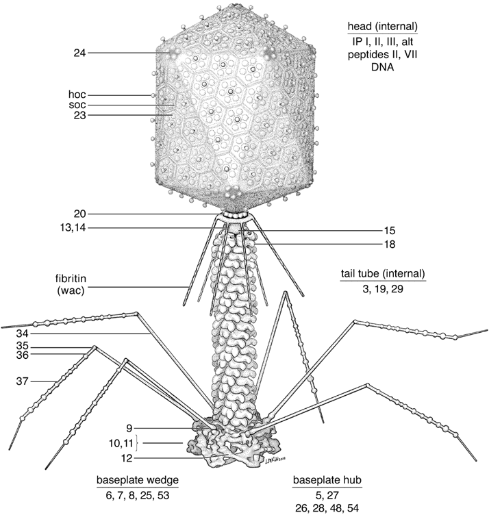 Figure 18-3: Structure of the T4 virion based on negative stain and cryo-electron microscopy, and crystallographic data. The locations of the protein components are indicated by gene number. The portal vertex composed of gp20 is attached to the upper ring of the neck structure, inside the head itself. The internal tail tube is inside the sheath and itself contains a structural component in its central channel. The baseplate contains short tail fibers made of gp12; these are shown in a stored or folded conformation..