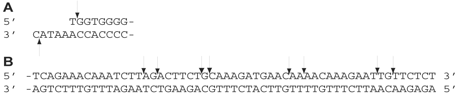Figure 21-2: Structure of the ends of the N4 genome. A: Left end.  B: Four families of sequences found at the right end; C predominates.  Arrows mark the ends of the 3’ extensions.
