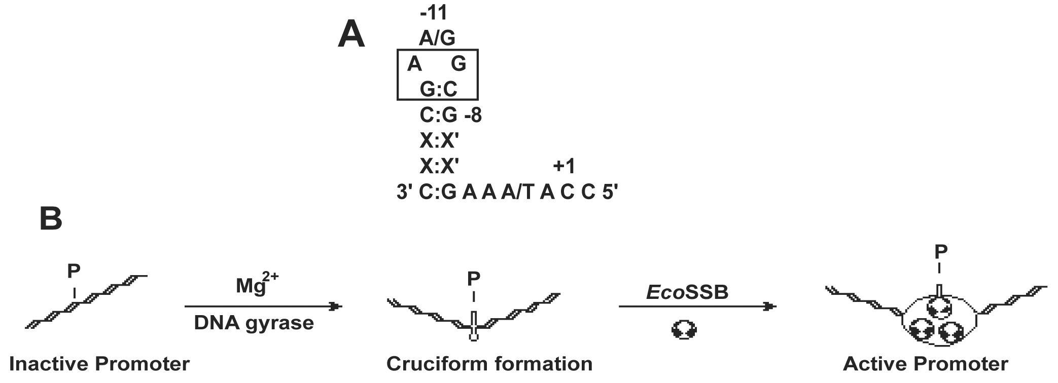 Figure 21-5: A. Consensus sequence of the N4 virion RNA polymerase promoters. (X:X’) indicates non-conserved positions in the inverted repeats. (+1) indicates the site of transcription initiation. Boxed sequences are required for high hairpin stability and extrusion. B. Proposed model for the pathway of vRNAP-promoter utilization. The stoichiometry of Eco SSB in the activated complex is unknown.