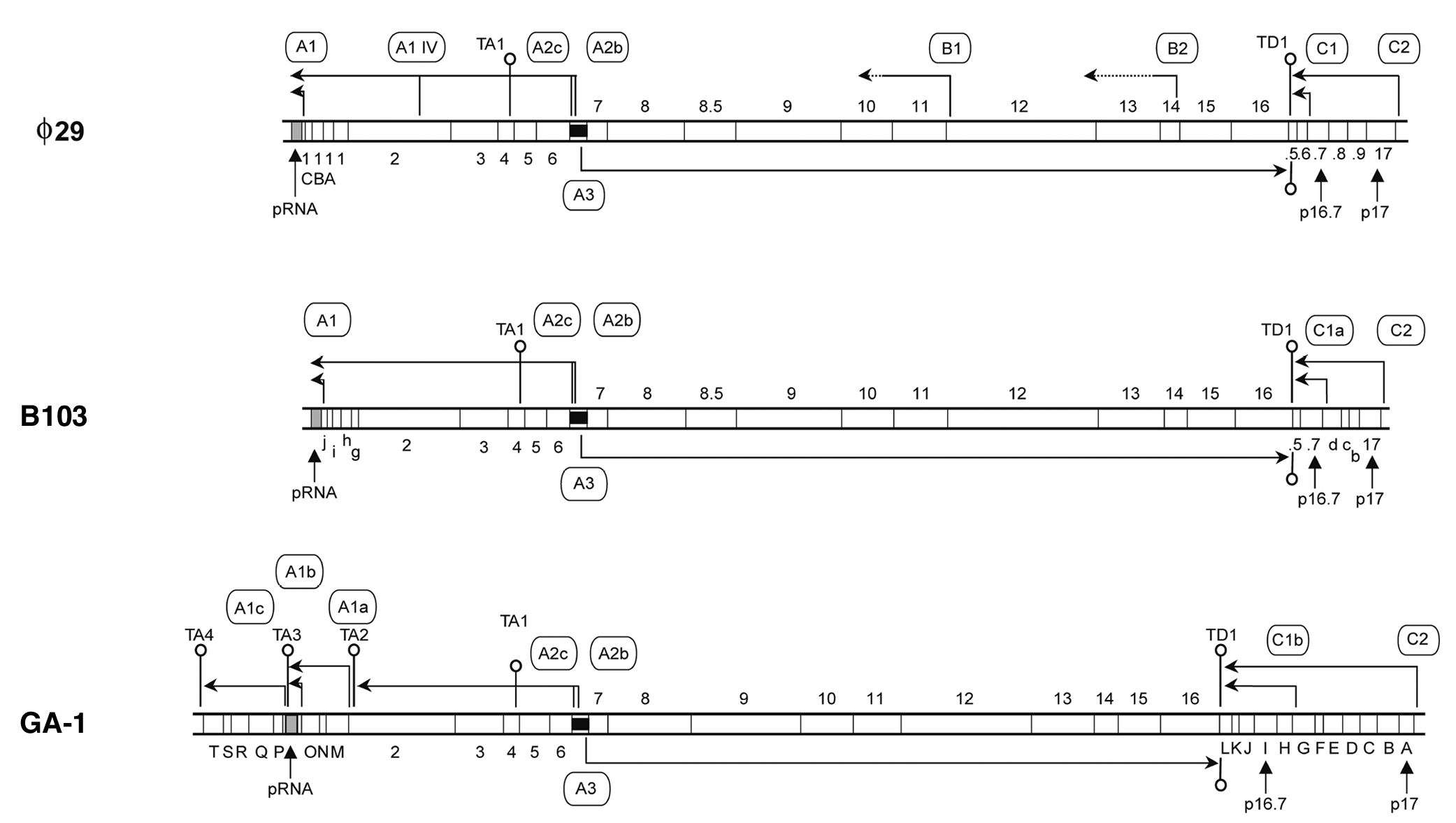 Figure 22-1: Genetic and transcriptional maps of phi29, B103 and GA-1 DNA. The maps are aligned with respect to the A2c, A2b and A3 promoters. The direction of transcription and length of the transcripts are indicated by arrows. The positions of genes 16.7 and 17 are indicated. ORFs 16.9, 16.8, 16.6 and 16.5 are indicated by the numbers .9, .8, .6 and .5, respectively. Transcriptional terminators are indicated by stem-loop structures. The grey box indicates the DNA region encoding the pRNA, and the black box indicates the region containing the early promoters A2c and A2b, and the late promoter A3. The figure is adapted from Meijer et al. (90). 