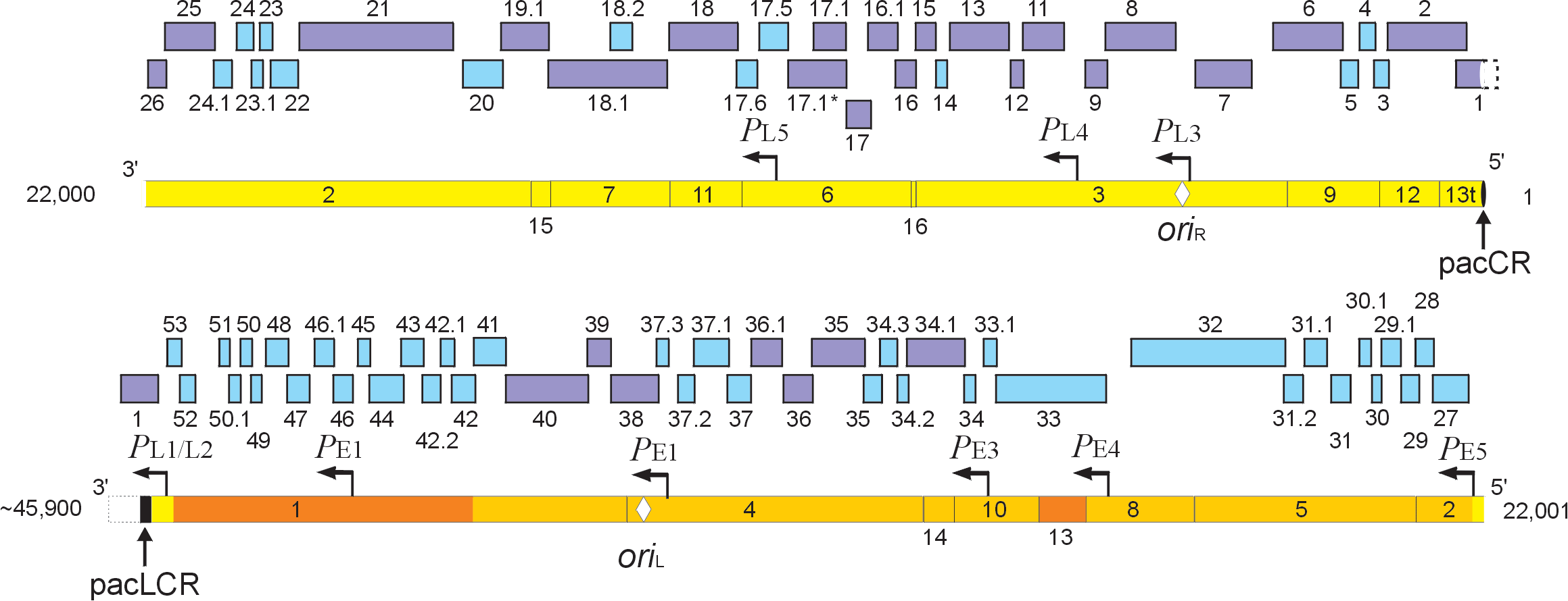 Figure 23-3: The bacteriophage SPP1 mature chromosome. The two main bars denote the mature phage sequence (1 to ~45.9 kb). The upper line of the bar represents the H (heavy) strand and the lower line the L (light) strand. The representation of the 16 EcoRI DNA fragments, the dispensable, early and late gene regions, early and late promoters; oriL and oriR, are according to figure 23-2. Fragment EcoRI-13t has one end generated by EcoRI digestion and the other by cleavage at the pac site by the terminase enzyme. The pac region is located within EcoRI DNA fragment 1 (uncleaved: pacLCR, solid black box indicated by vertical arrow). The cleaved pac site (pacCR, solid black oval, indicated by a vertical arrow) defines the first nucleotide of the SPP1 sequence. To present the full EcoRI DNA fragment 1, the first 718 bp (defining the EcoRI-13t fragment) are shown again in the upper main bar after position 44007 (broken line). Therefore, gene 1 is also presented twice. Due to imprecision of the headful cut mechanism the end of the mature SPP1 chromosome (~45.9 kb) is not precisely defined. The numbered hatched boxes denote phage-encoded products that have been genetically or biochemically characterized, whereas the empty ones indicate those of unknown function (3).