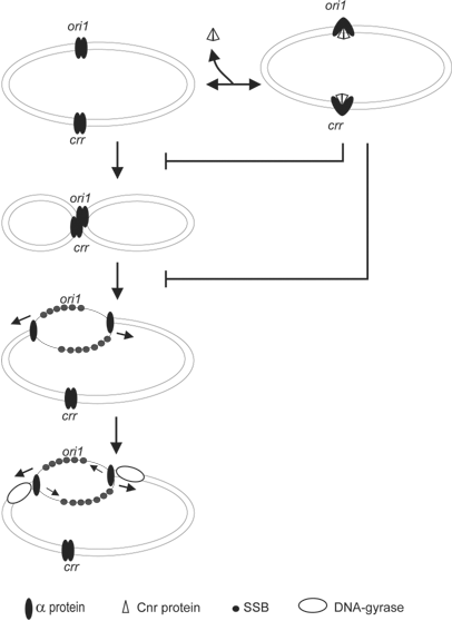 Figure 26-5: A model for P4 replication. Protein alpha binds to both ori1 and crr sites in oligomeric form and may cause looping of P4 DNA by protein-protein interactions. Protein alpha is thought to make RNA primers (arrowheads) both at the origin of replication (priming) and at the replicative forks for lagging strand priming (elongation). The Cnr protein, interacting with ?, prevents replication initiation by inhibiting either DNA looping or origin denaturation and priming.