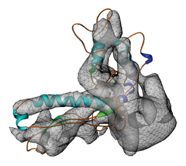 Figure 29-4: The CryoEM Structure of the Coat Protein. The cryoEM electron density obtained from image reconstructions of P22 phage is shown in the cage structure and the fit of a ribbon diagram from the HK97 coat protein crystal structure is shown within the electron density.