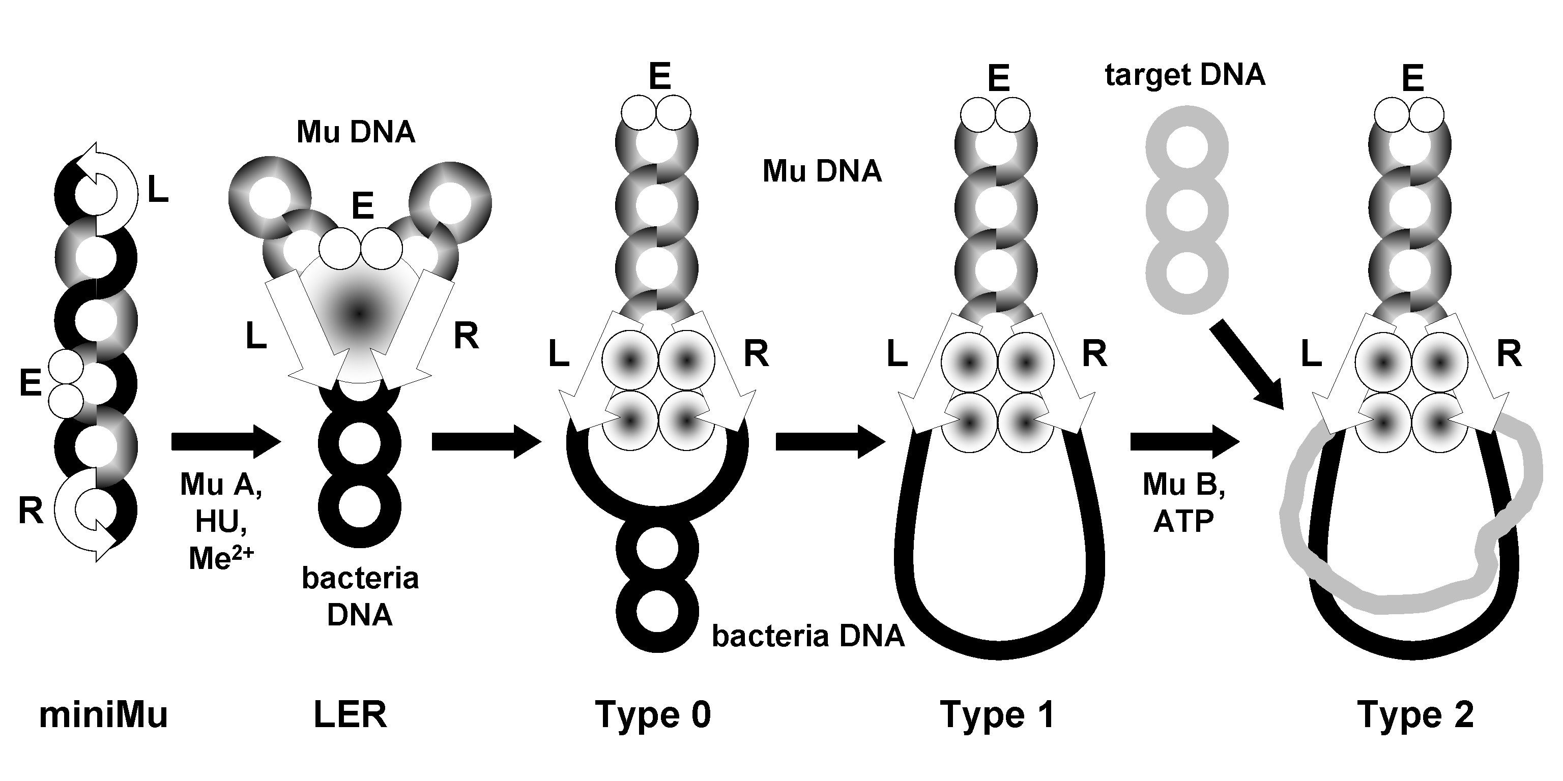 Figure 30-6: Traspososome assembly during Mu replicative transposition. (Re-drawn after Jing et al., 108).  The process is described in the text, section 'Replicative transposition'.