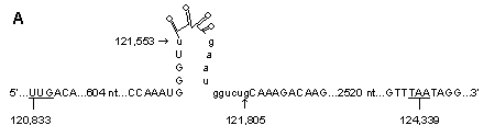 Figure 35-6a: Introns, intein and possible splicesosome in the bnrd  region of SPbeta.  (A) bnrdE intron, (B) bnrdF intron, (C) BnrdE intein, and (D) possible intergenic splicesomal element.  Numbers indicate nucleotide position in SPbeta c2 prophage sequence (74), underlined sequences in (C) are conserved intein motifs (75), and double-underlined sequences are start/stop codons.