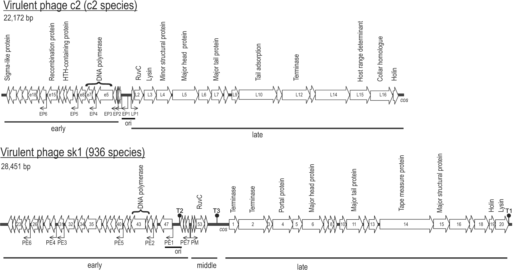 Figure 36-1: Genome organization of virulent phages c2 and sk1. The DNA sequence of c2 is obtained from (71), accession number L48605, while the DNA sequence of phage sk1 is obtained from (27), accession number AF011378. Arrows indicate the size and direction of transcription of open reading frames. Assigned functions are written above the open reading frames. Identified and putative promoters are indicated as small black arrows, while origins of replication are shown as a black box below the ORFs. The location of cos sites are indicated. Regions of the genome transcribed early, middle, or late in the infection cycle are marked with black lines below the genome.