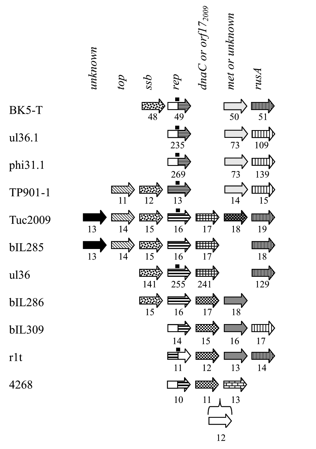 Figure 36-5: Genetic organization of the replication region of P335 phages. Identified and putative functions are indicated at the top of the figure and genes are aligned according to this. Putative topoisomerases: top, single-stranded binding proteins: ssb, replication initiation proteins: rep, homologues to ORF17 of Tuc2009: orf17(2009), DnaC homologous proteins: dnaC, methylase: met, putative Holliday junction resolvases: rusA. Genes encoding similar proteins are shown as arrows with identical pattern. No similarity to other phage proteins: white, similar proteins with no identified function: black or gray. Small black boxes indicate location of origin of replication identified by experiments.