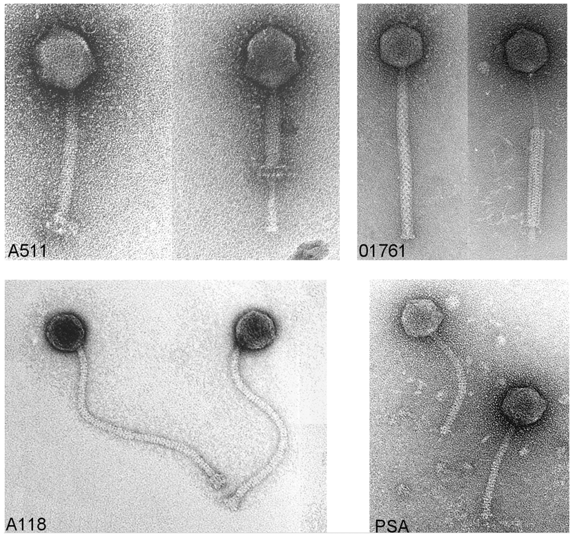 Figure 37-1: Electron micrographs of different Listeria bacteriophages, belonging to different morphotypes and species. A511 and 01761 are Myoviridae with contractile tails, while A118 and PSA are Siphoviridae with noncontractile, flexible tails (see Table 1 and text).