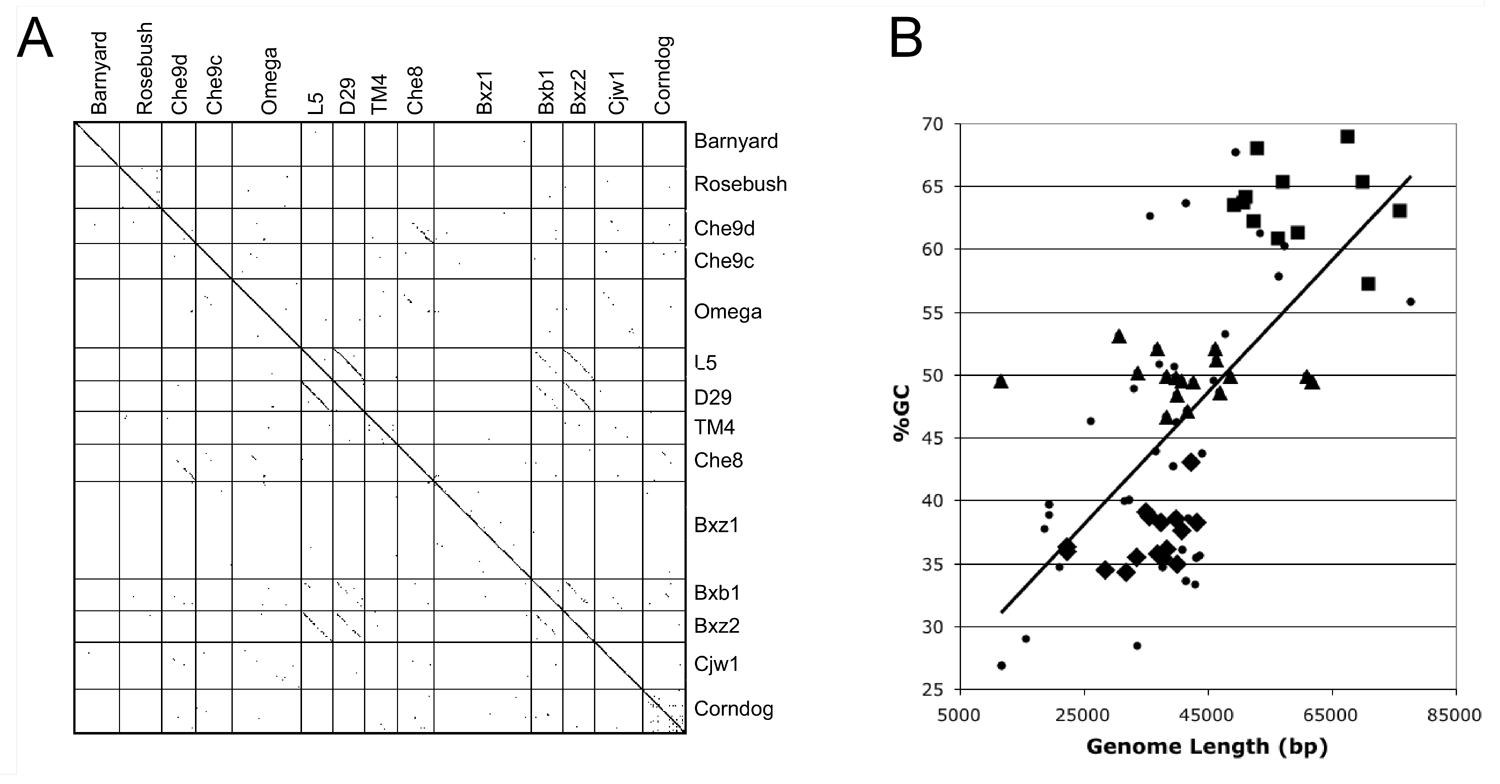 Figure 38-1: Mycobacteriophage genomic features.  A.  DNA sequence similarity among 14 completely sequenced mycobacteriophage genomes.  B.  Relationship between %GC content and genome length for all dsDNA phage genomes smaller than 100kbp.  Phages are as follows: mycobacteriophages (squares), E. coli and Salmonella phages (small circles), Dairy phages (diamonds) and others (large circles).