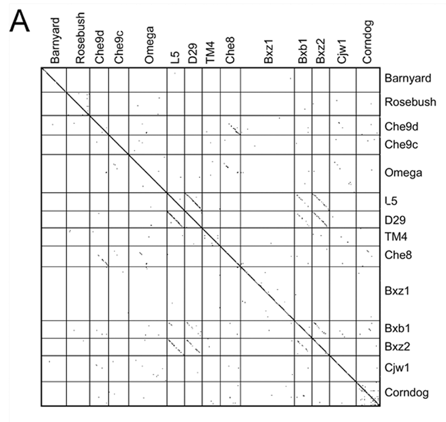 Figure 38-1a: Mycobacteriophage genomic features.  A.  DNA sequence similarity among 14 completely sequenced mycobacteriophage genomes.