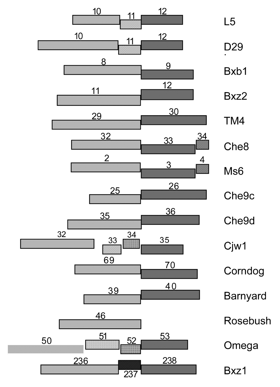 Figure 38-5: Mycobacteriophage lysis genes.  With the exception of phage Rosebush, all of the sequenced mycobacteriophage genomes along with the partially sequenced Ms6 genome contain two genes encoding putative lytic enzymes used for degradation of the cell wall at the completion of lytic growth.  The putative lysA genes (light gray boxes) form a family of related sequences but the relationships are complex and not all pairs of genes have detectable sequence similarity.  The lysB genes (dark gray boxes) are also implicated in lysis.  Putative holin genes (diagonally striped boxes) can be identified in six of the phages, with L5 11, D29 11 and Cjw1 33 formed one set of related genes, Che8 34 and Ms6 4 another, and Bxz1 gp237 a third.