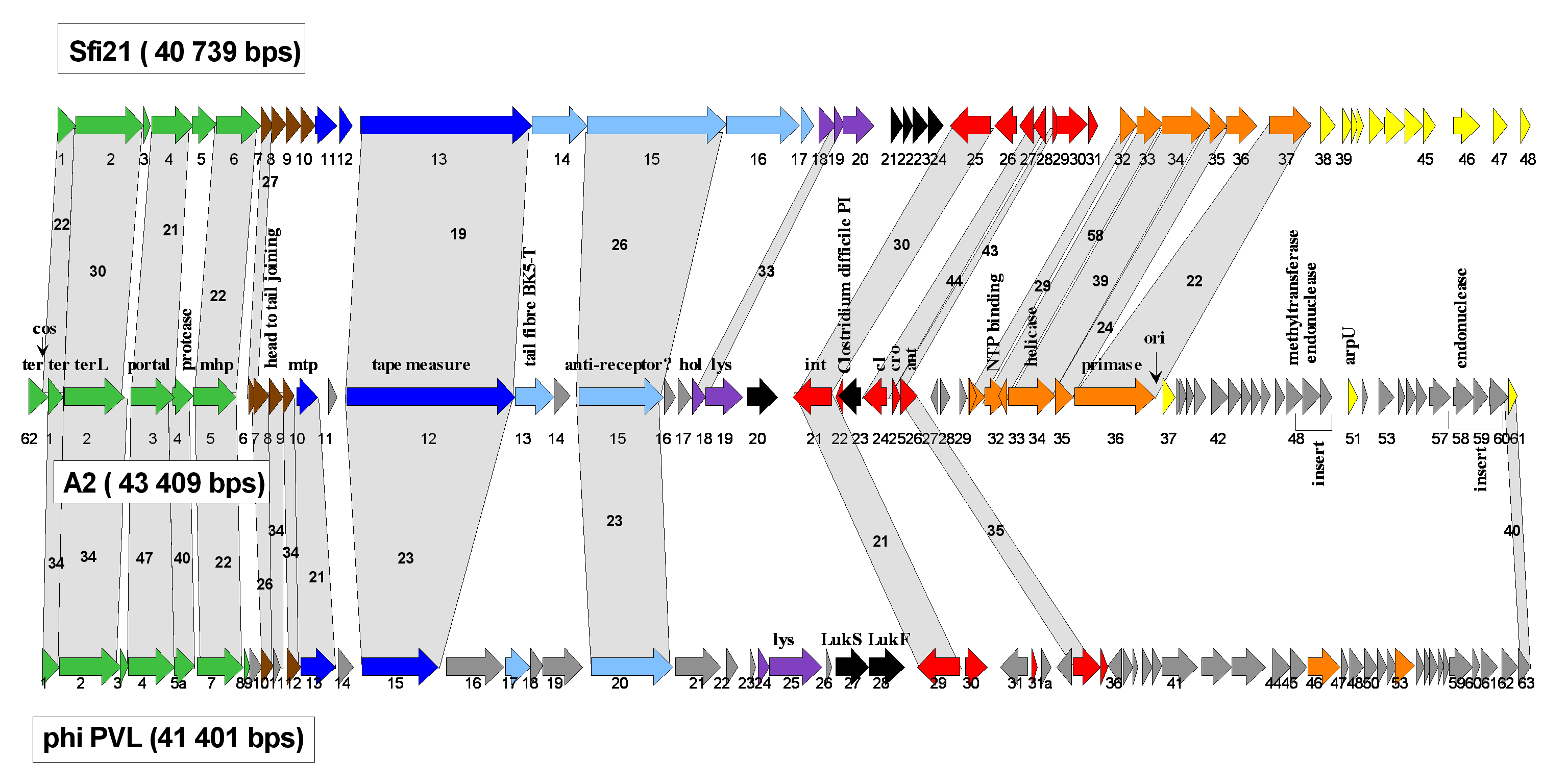 Figure 41-2: Comparative genome maps of selected Lactobacillus phages. A. Alignments of the genetic maps from the temperate cos-site Streptococcus thermophilus phage Sfi21, L. casei phage A2 and Staphylococcus aureus phage PVL. The ORFs are color coded according to their predicted functions starting with the DNA packaging and head genes (green) at the left, followed by head-to-tail (brown), tail (dark blue), tail fiber (light blue),  lysis (violet), candidate lysogenic conversion (black), lysogeny (red), DNA replication (orange) and transcriptional regulation genes (yellow). Unattributed genes appear as grey arrows. Genes sharing significant sequence identity at the protein level are linked by grey shading; the bold figures indicate degree of aa identity in %. B. Alignment of the late gene cluster from pac-site Siphoviridae from Bacillus subtilis phage SPP1, L. plantarum phage phig1e, L. delbrueckii phage LL-H, Listeria monocytogenes phage A118, L. johnsonii prophage Lj965, Streptococcus thermophilus phage Sfi11 and Lactococcus lactis phage TP901-1. Selected genes are color-coded: small subunit terminase (red), large subunit terminase (orange), portal (yellow), scaffold (green), major head (blue), major tail (violet), holin (mauve) and lysin gene (black). Genes sharing significant sequence identity at the protein level are linked by blue (neighbors) or grey shading; the percentages correspond to aa identity and E-value.