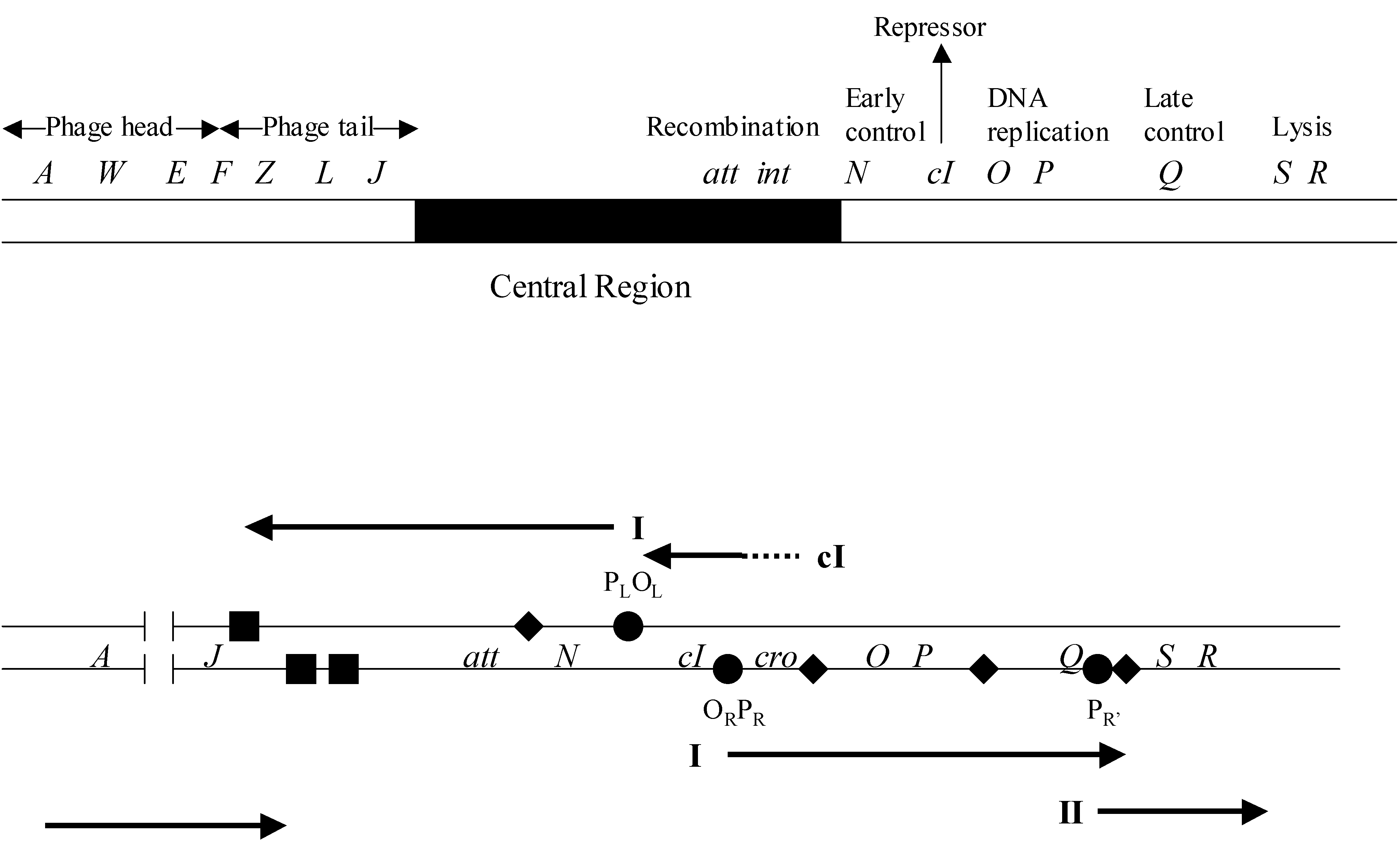 Figure 43-1: Phage lambda: its genome and transcription circuits. Upper. The phage DNA enters the bacterium as a linear molecule but circularizes via its cohesive ends. Genes that encode related functions are clustered in the lambda genome. Genes within the “central region”, identified by the solid segment, are inessential for propagation of the phage. att, located within the central region identifies the site at which site-specific recombination integrates the phage genome into the bacterial chromosome. The map is not drawn to scale. Lower. Transcription of the genome proceeds initially from two promoters, pL and pR. At the earliest stage of infection, transcripts initiated at p(L) and p(R) (I) terminate at specific signals, upsilon, (some rightward transcripts initiated at p(R) reach the second termination signal). Only in the presence of the N gene product does most transcription proceed beyond the termination signals into the downstream genes. The consequent synthesis of Q protein allows transcription of the late genes (II) to proceed from p(R)? through the adjacent termination signal into the lysis genes and the genes that specify the components of the phage head and tail. Transcription of the repressor gene (cI) during the establishment of lysogency is initiated at a promoter pRE situated to the right of cro. Repressor synthesis is maintained by autogenously controlled transcription from pRM, a promoter that overlaps O(R).Closed circles, major promoters, upsilon major termination signals susceptible to N- and/or Q-dependent antitermination; Closed squares, major termination signals that block transcription of N- and/or Q-modified RNA polymerase.