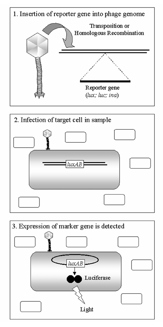 figure 46 1 1 reporter genes eg bacterial luciferase lux